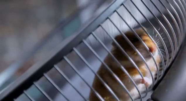 Charlie the Hero: hamsterul şofer